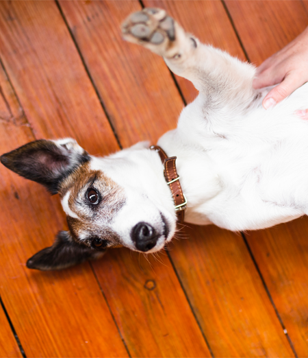 Cane sdraiato sul pavimento