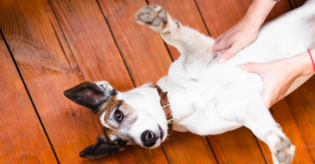 Cane sdraiato sul pavimento
