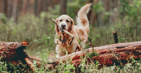 Allevamento di Golden Retriever in Campania, perché scegliere il Centro Cinofilo degli alburni?