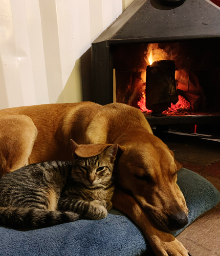 Cane e gatto possono convivere?