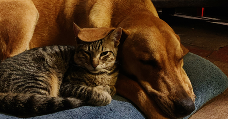Cane e gatto possono convivere? Consigli e luoghi comuni da sfatare