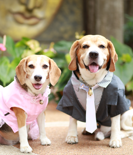 Comportamenti a Confronto: Cani Maschi e Femmine