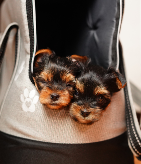 La Moda dei Mini Cani