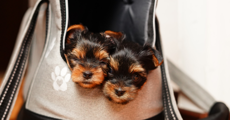 La Moda dei Mini Cani