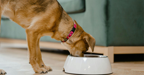 Cane mangia nella sua ciotola.