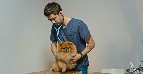 Cane in un centro veterinario.