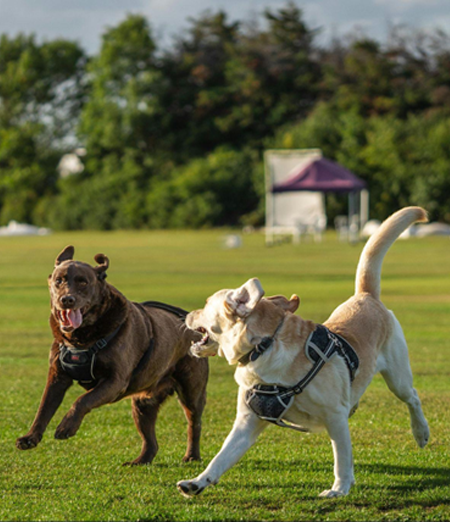 2 cani che giocano e socializzano.